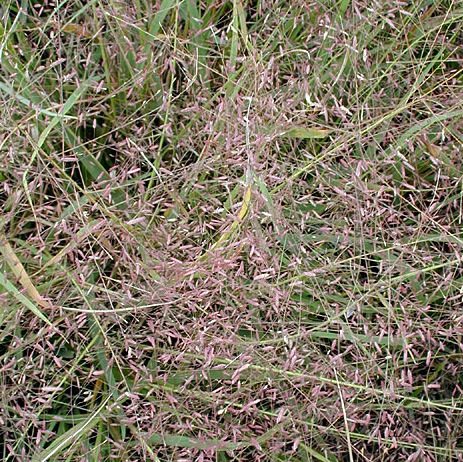 Purple lovegrass - 10 - 30 in.
Eragrostis spectabilis
Matures: August - September