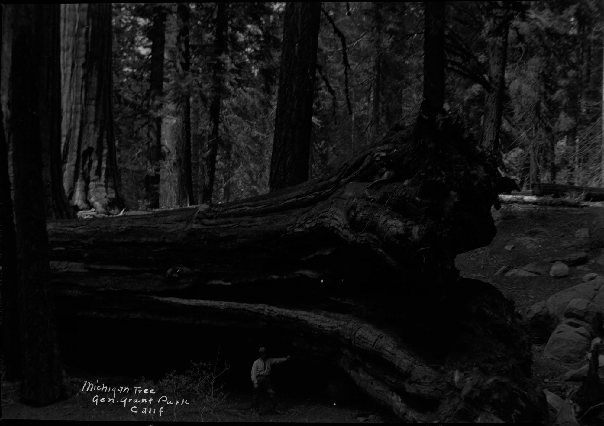 SEKI Roberts Collection Series: 2 Negatives; 13 Sequoias