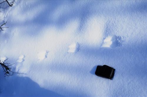 Moose Browse Collection, Yukon-Charley Rivers, 2003 2