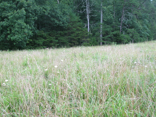 GRSM Accuracy Assessment. Plot Code: GRSM_AA_0863_6