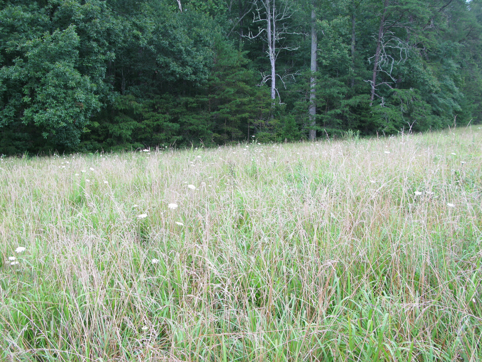 GRSM Accuracy Assessment. Plot Code: GRSM_AA_0863_6