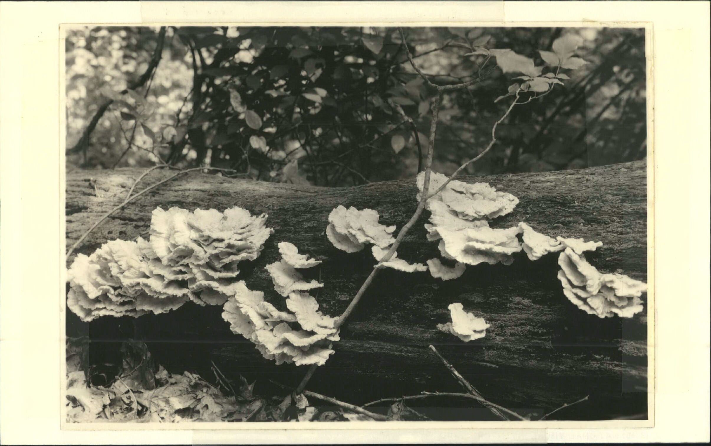 Fungus growth along trail