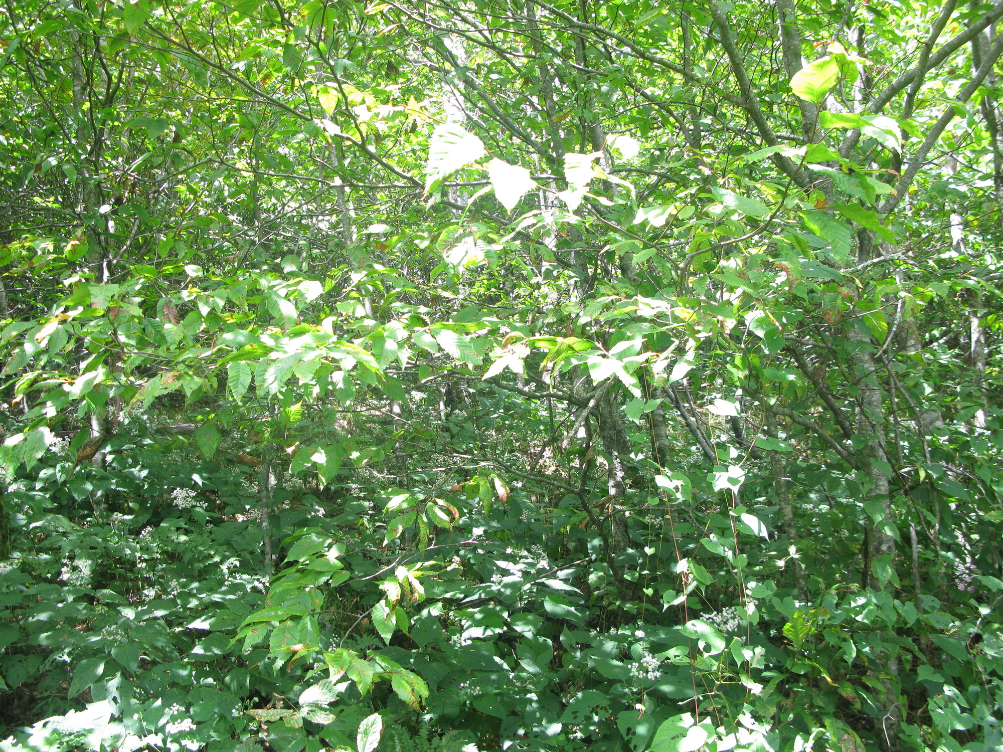 GRSM Accuracy Assessment. Plot Code: GRSM_AA_0467_2