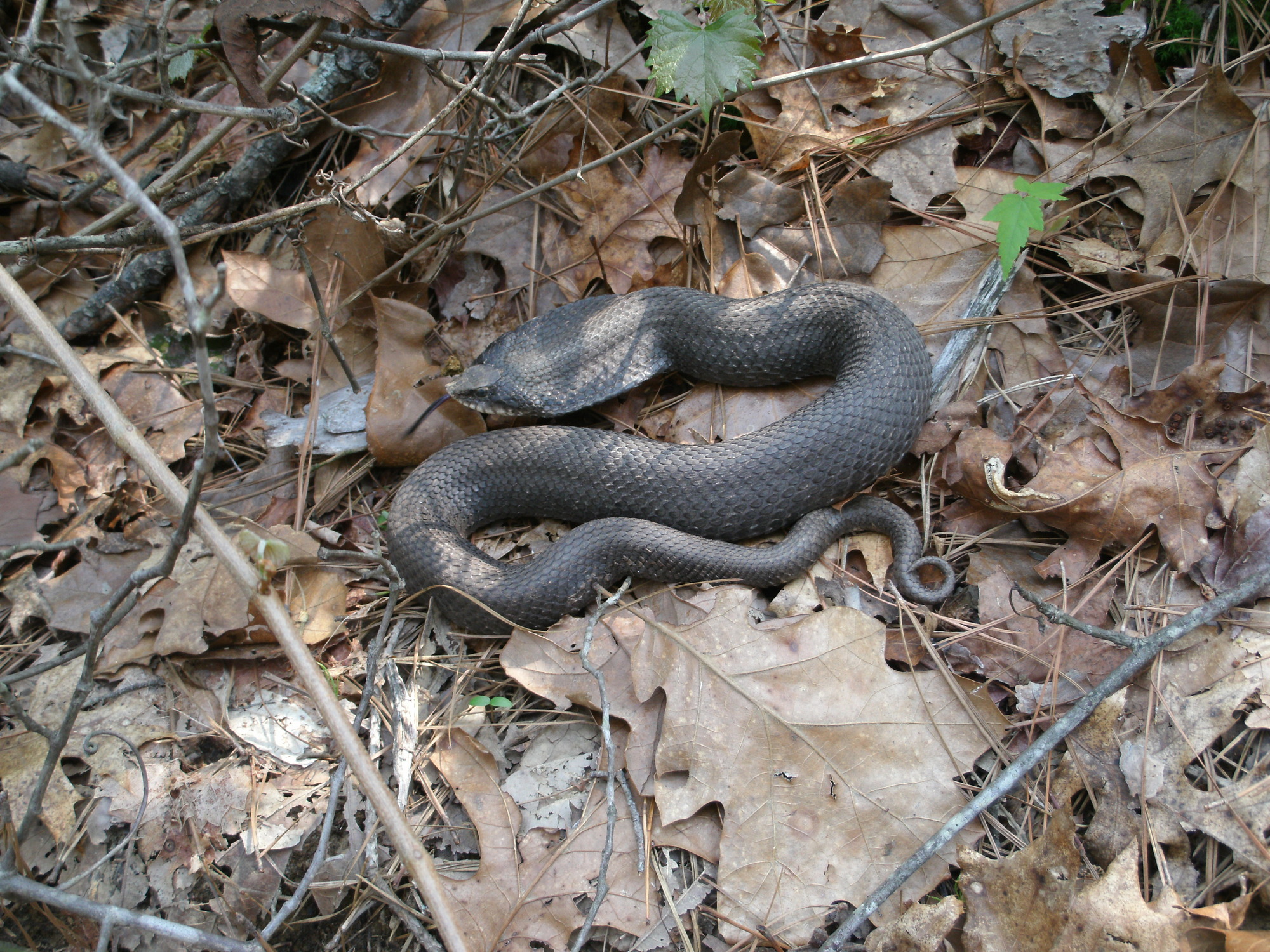 Eastern hognose snake on dead leaves