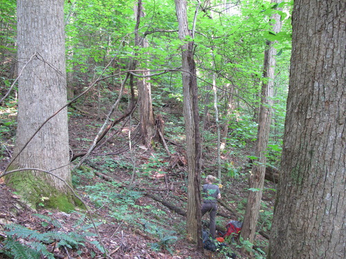 GRSM Accuracy Assessment. Plot Code: GRSM_AA_0291_5