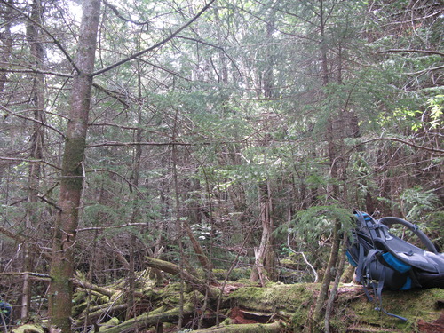 GRSM Accuracy Assessment. Plot Code: GRSM_AA_0176_6