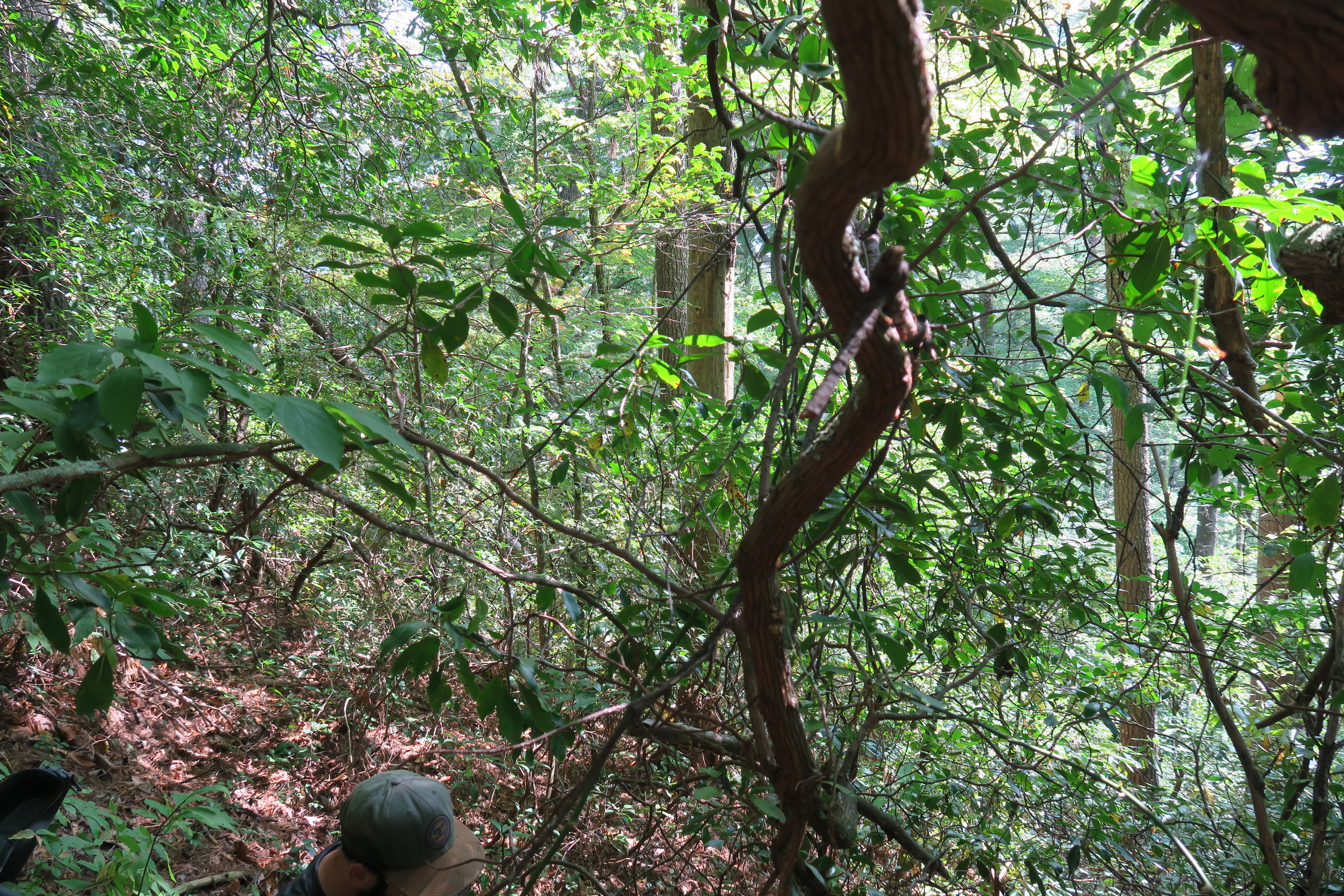 GRSM Accuracy Assessment. Plot Code: GRSM_AA_0924_4