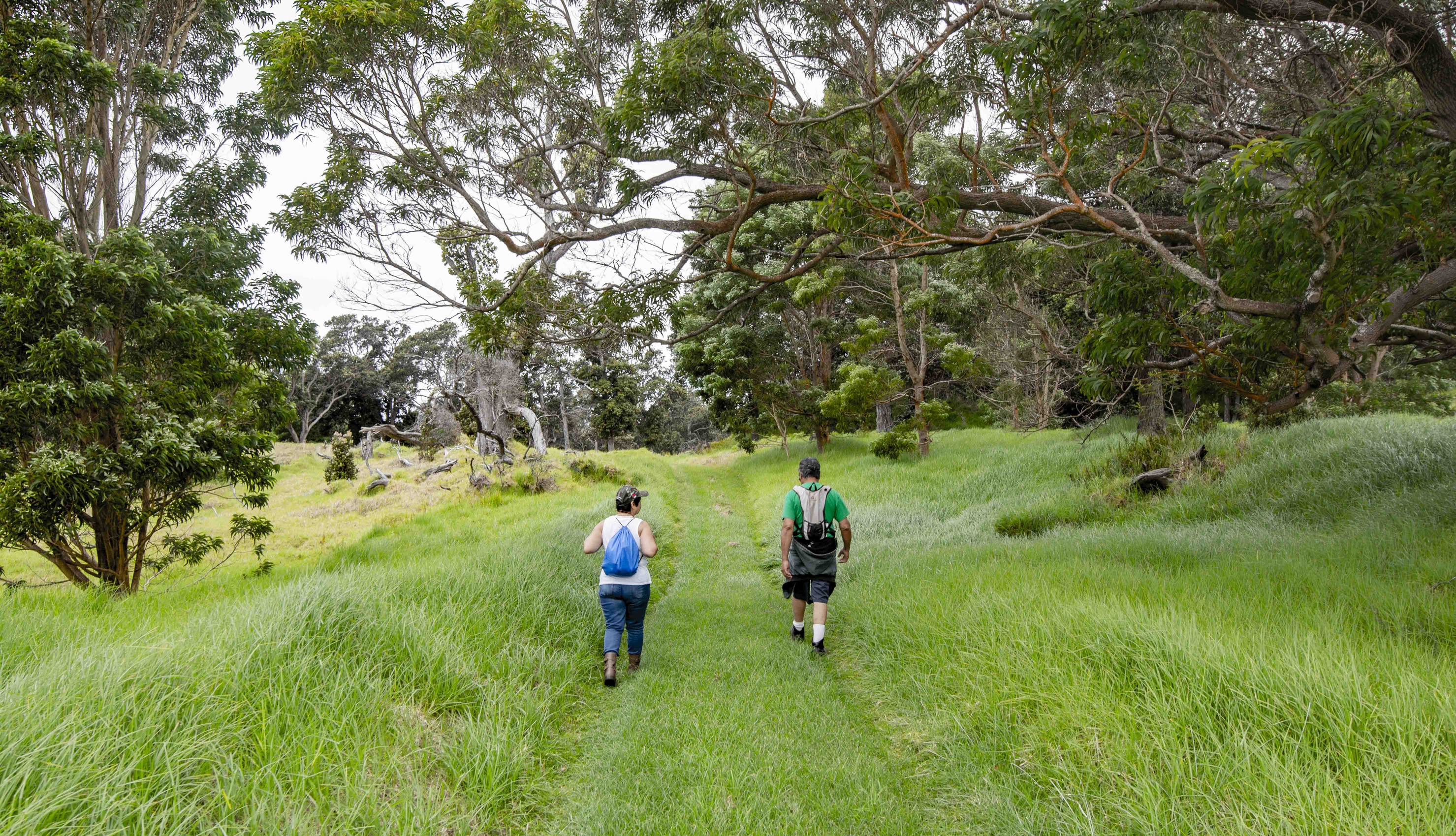 Two hikers walk down a grassy trail in a forest of tall trees. 