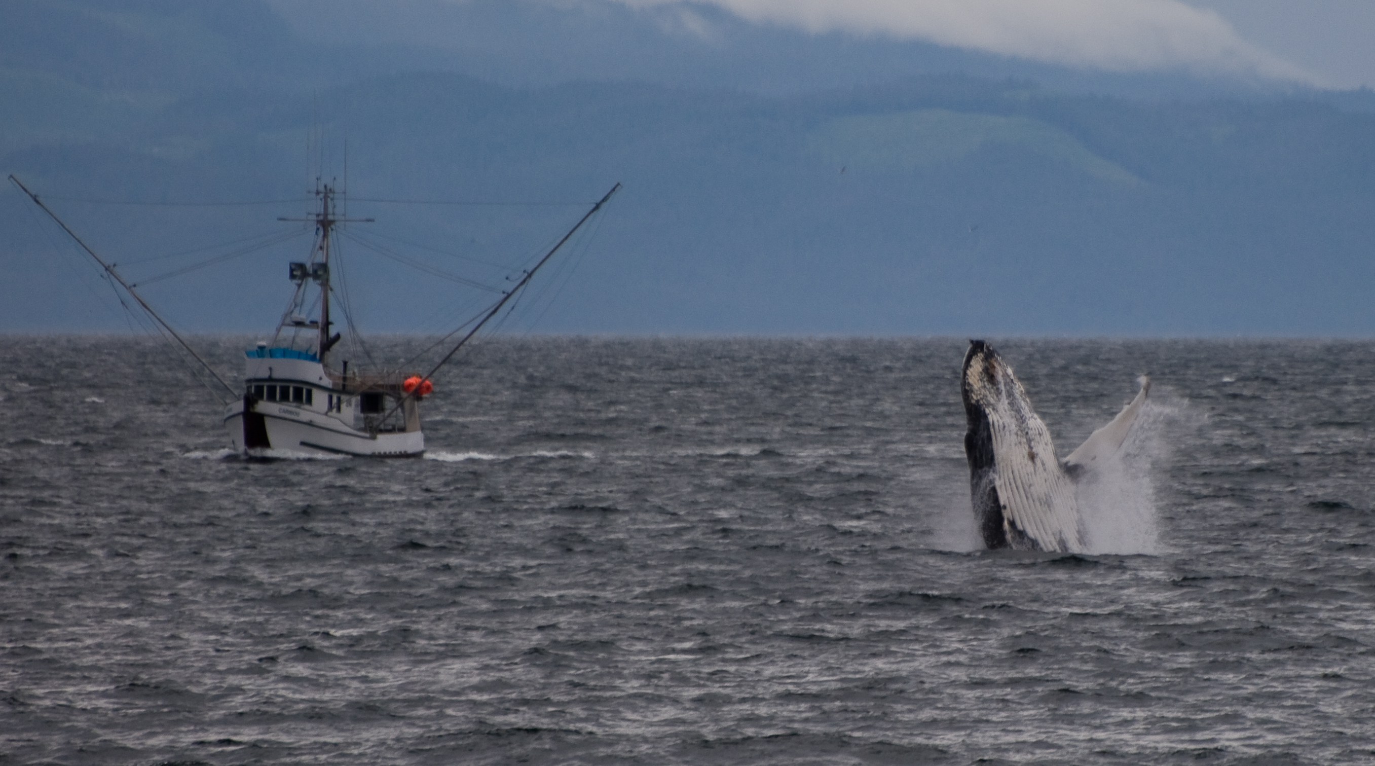 Humpback Whale breaches in sight of vessel