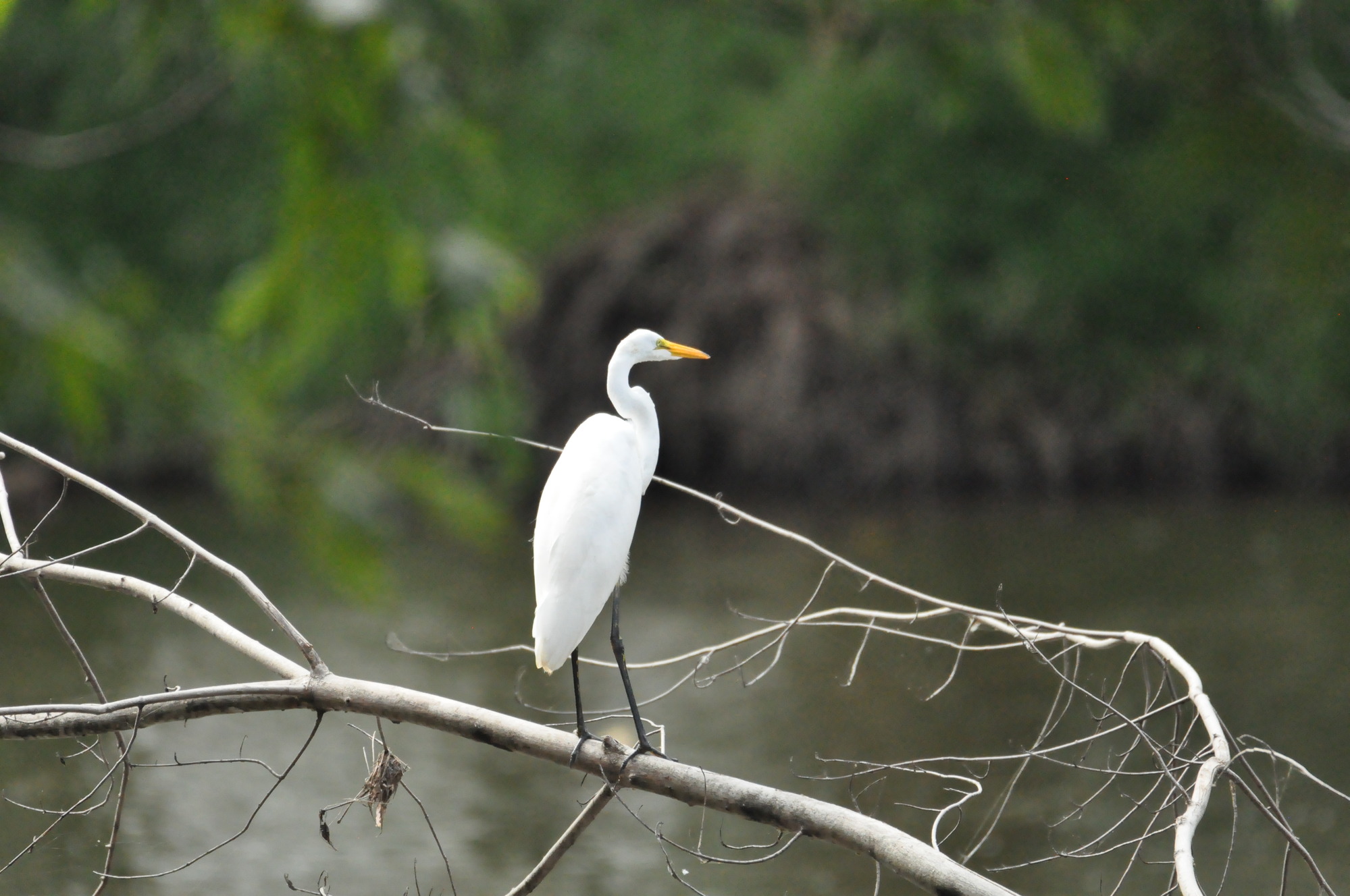 Great Egret