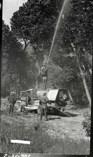 Workers spraying insecticide on cottonwood trees in Zion Canyon to combat tent caterpillar infestation.