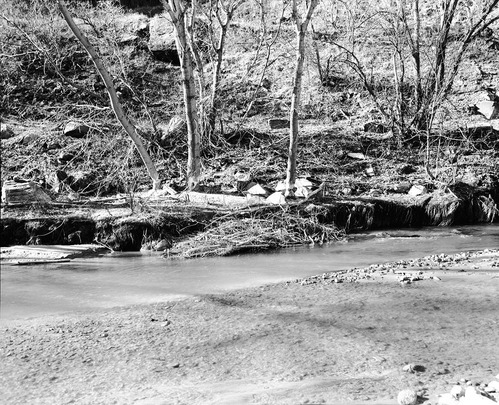 Beaver food cache near Angels Landing.