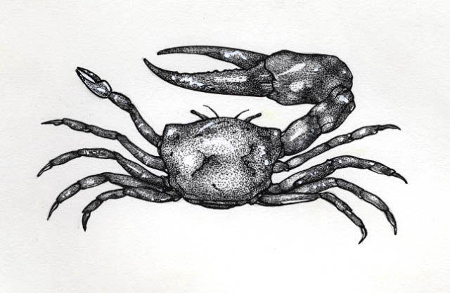 a Fiddler crab