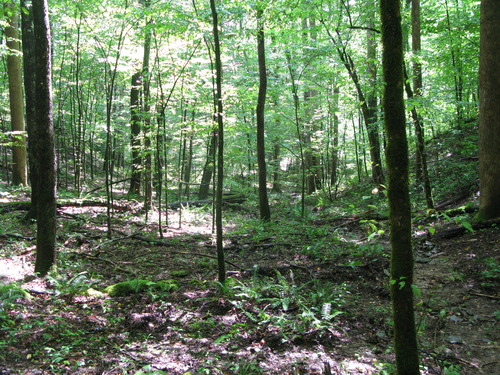 GRSM Accuracy Assessment. Plot Code: GRSM_AA_0748_4