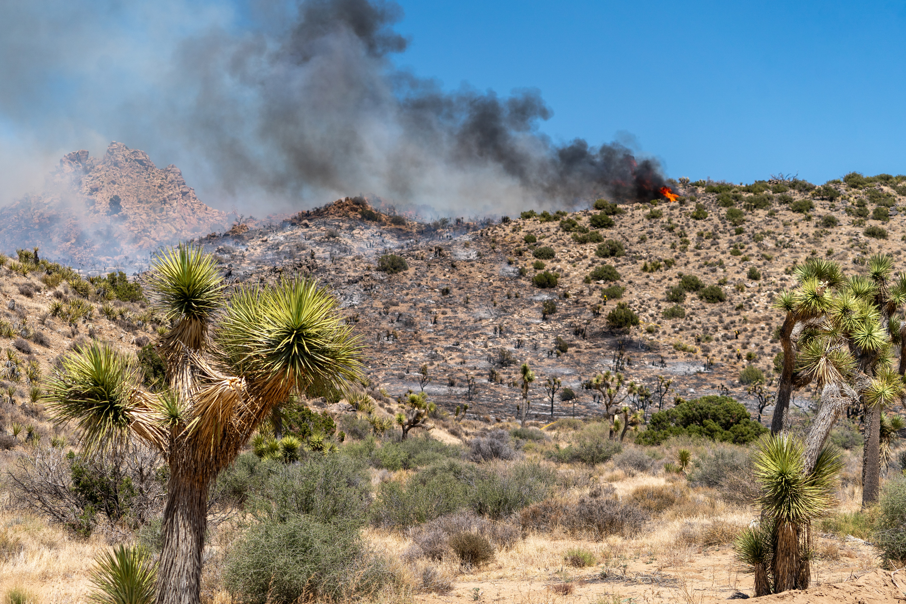Flames and smoke rising from hillside with Joshua trees in the foreground.