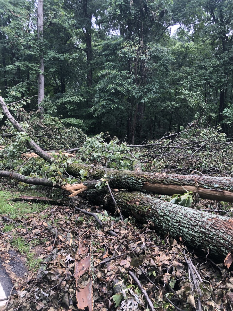 Large trees and branches blocking the Azalea Trail 