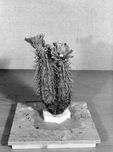 Diorama exhibit. Wax reproduction of Engelmann's hedgehog cactus (purple torch). Echinocereus engelmannii. Created by Civilian Conservation Corps (CCC) workers at the Western Museum Laboratory (WML) on Fulton Street, Berkeley, California.