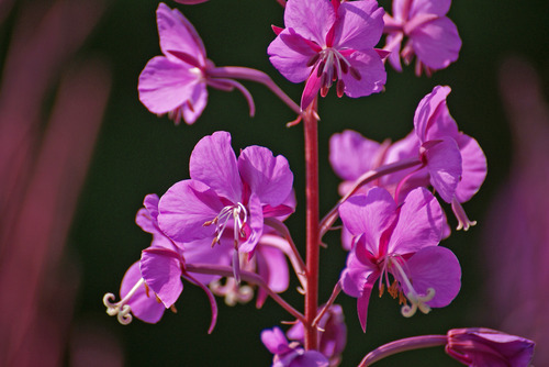Close up of a cluster of pink flowers with four petals.