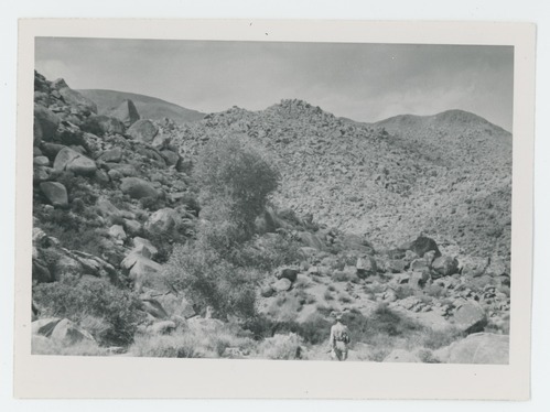 Black and white image of Pinkham Well and Spring. Cottonwood tree in canyon to east of Pinkham Well along old trail.