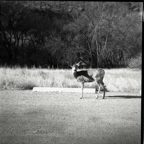 BW Photo of deer.