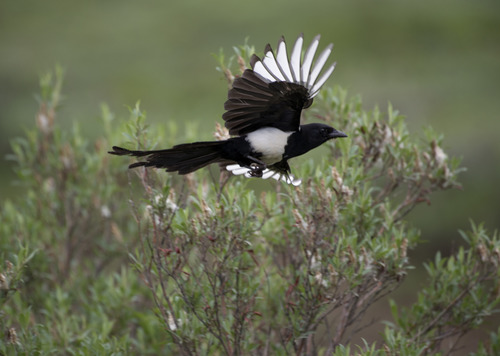 a black and white bird flying