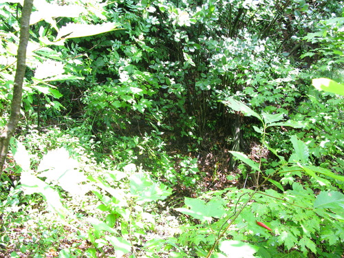 Plot Code: GRSM_AA_0603_3