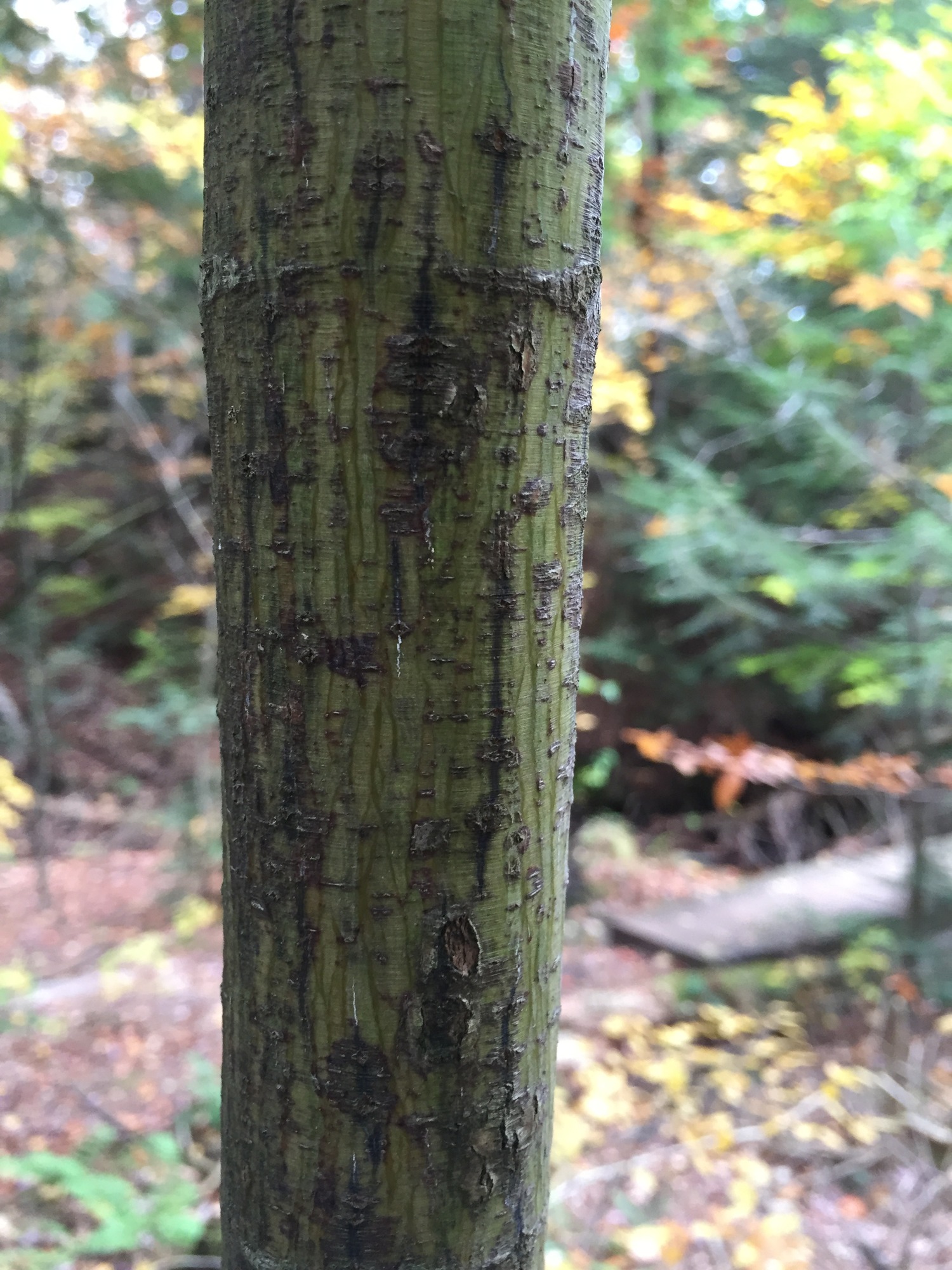 The bark is smooth and green with longitudinal, stripes on the trunk and branches.