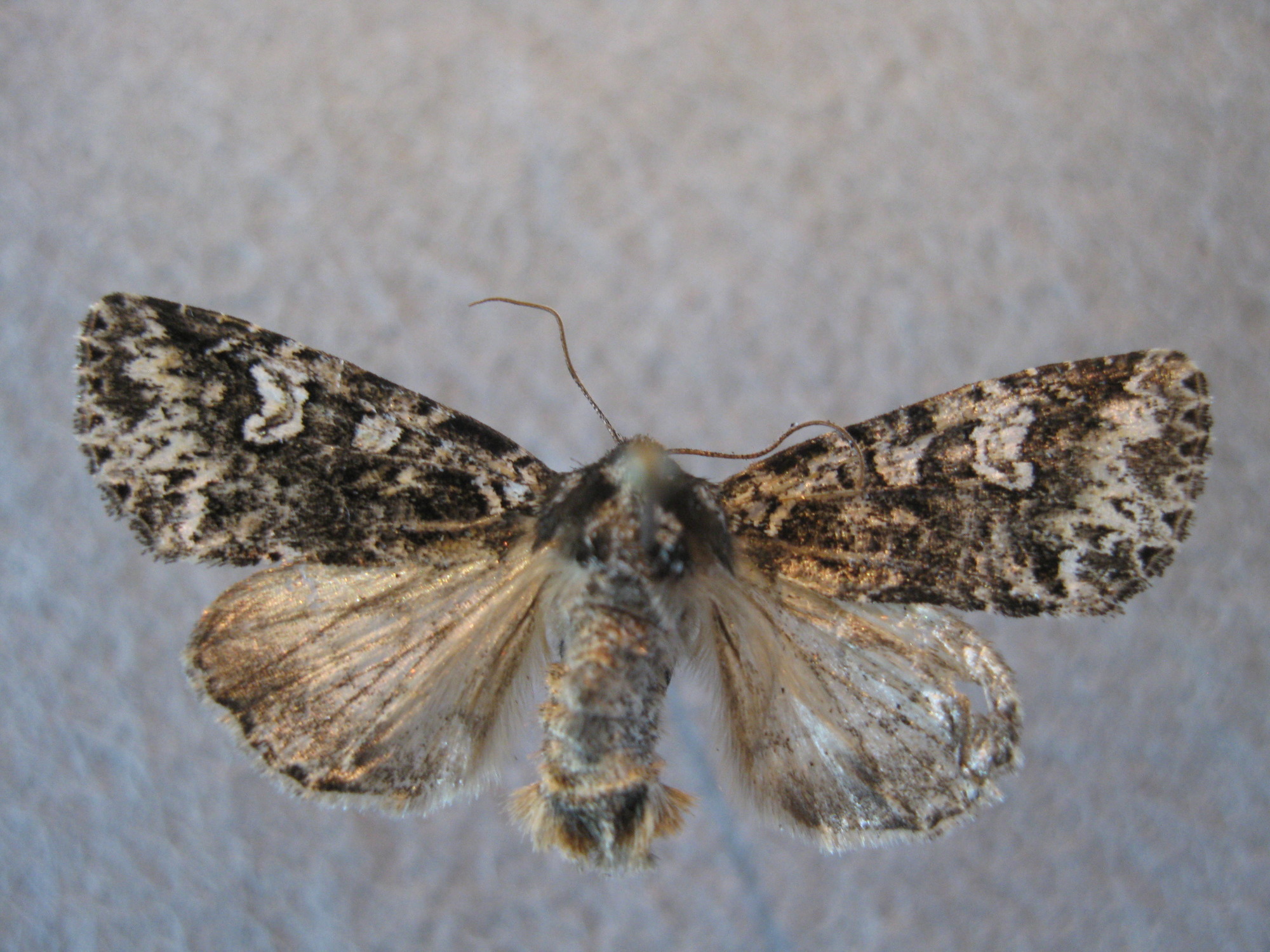 Dorsal view of pinned Hitched arches moth
