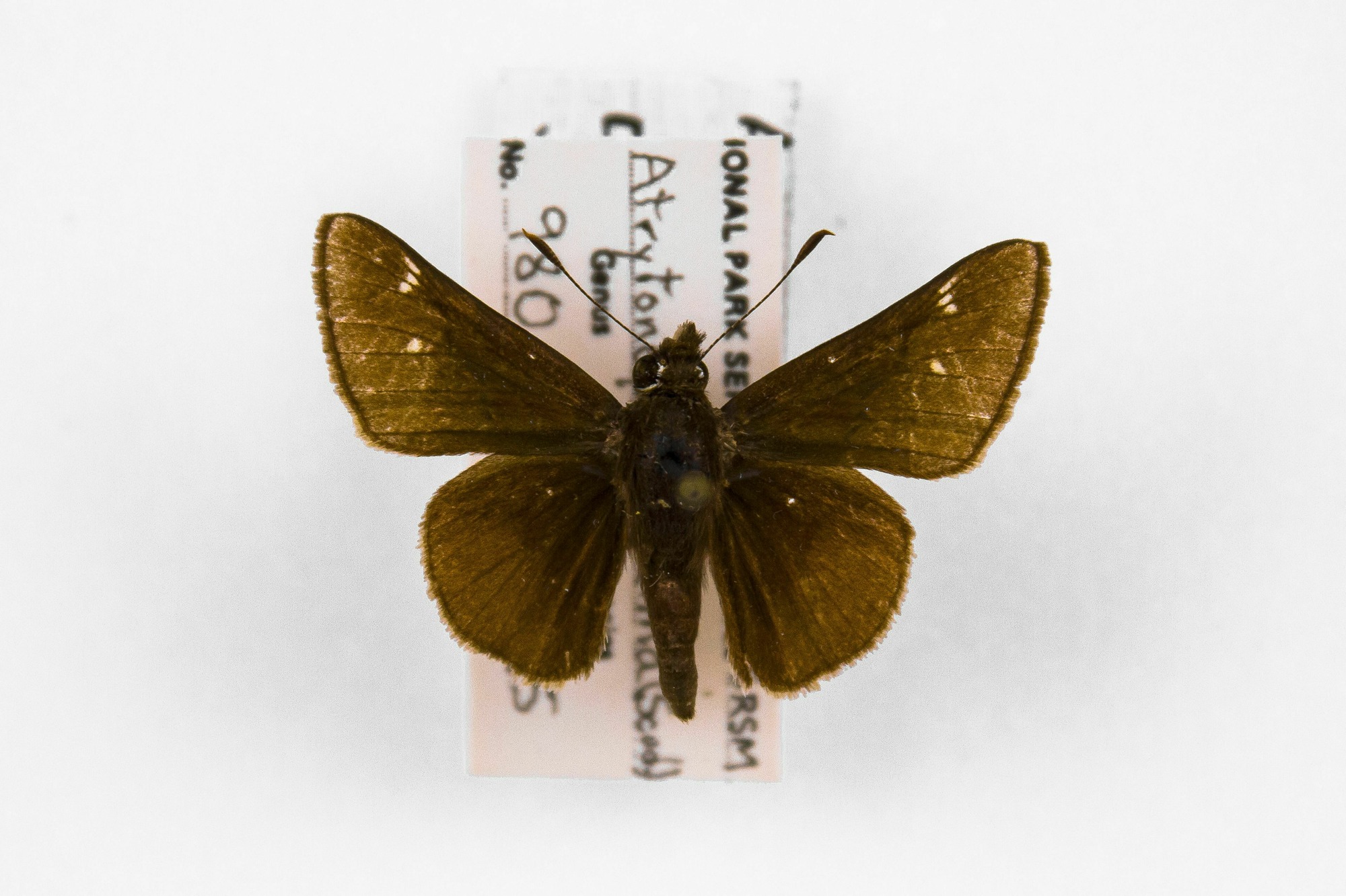 Image of Atrytonopsis hianna, a species of Insect