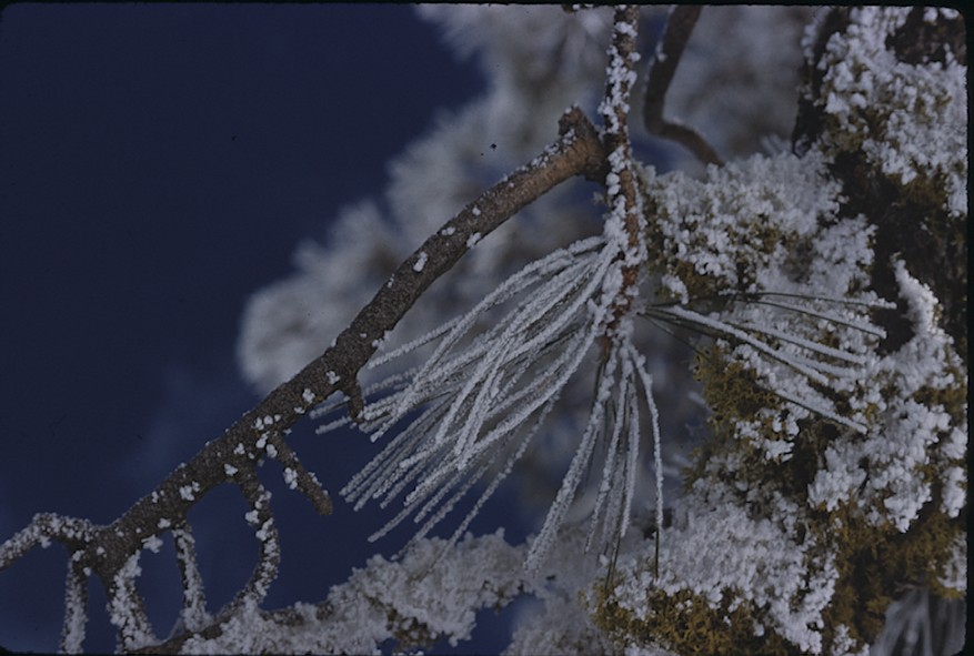Frost on pine needles