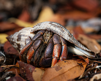 A hermit crab with red and purple armored legs looks out with round black eyes from a seashell. It stands in decaying brown and red leaves.