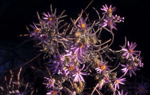 Badlands Flowers: Red, Pink, Blue