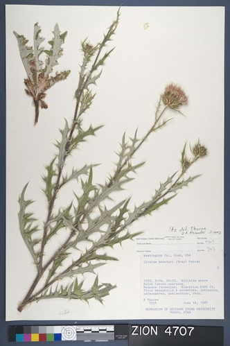 Herbarium Specimen Sheet 4707