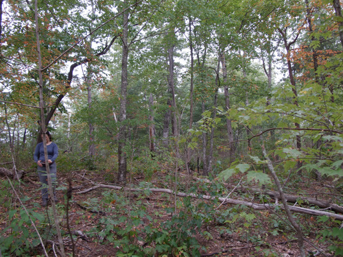 GRSM Accuracy Assessment. Plot Code: GRSM_AA_0898_6