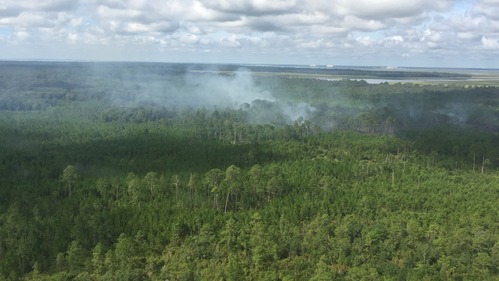 aerial image of smoke rising through the pine canopy in Cumberland Island's designated wilderness area