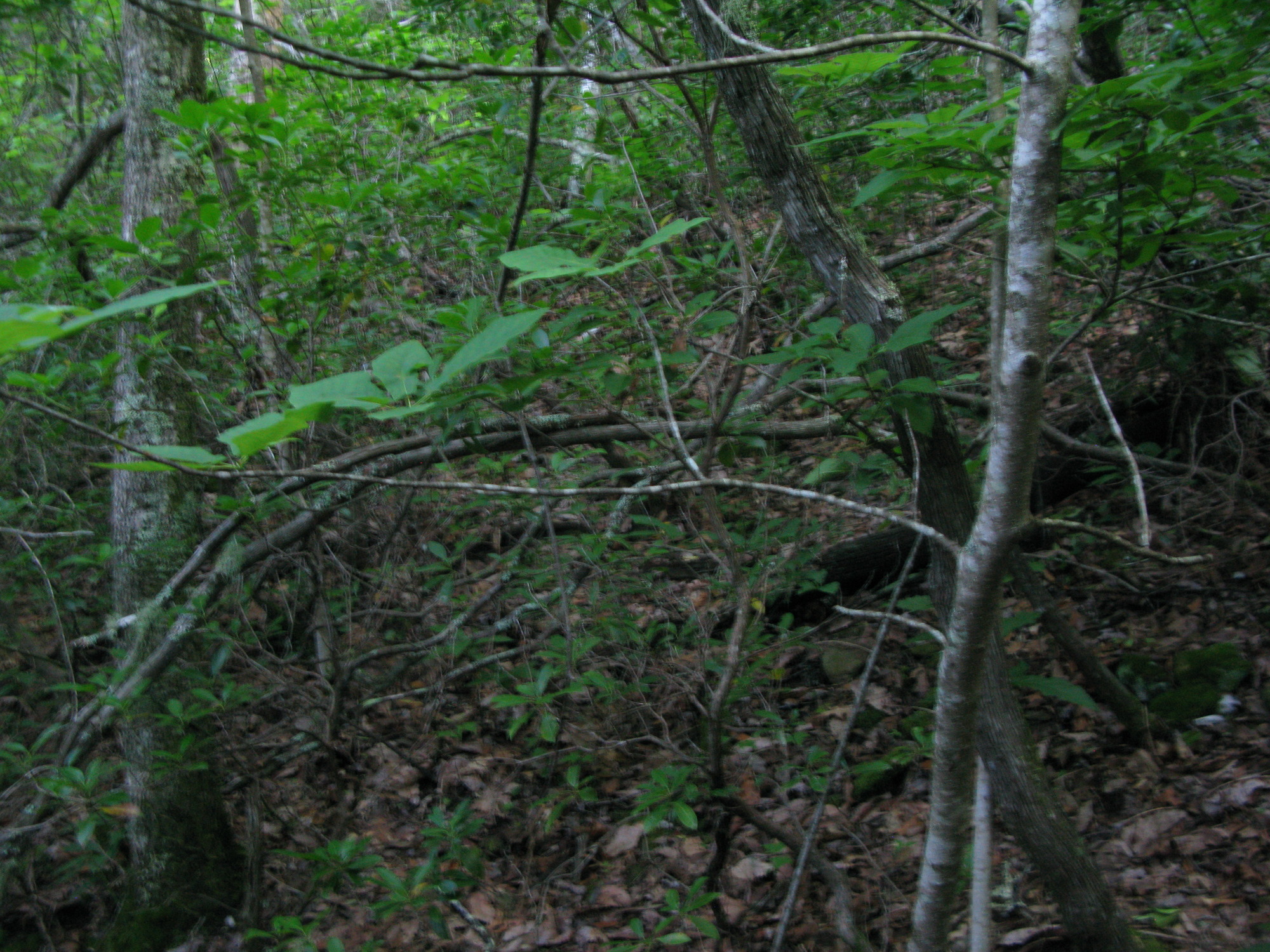 GRSM Accuracy Assessment. Plot Code: GRSM_AA_0976_2