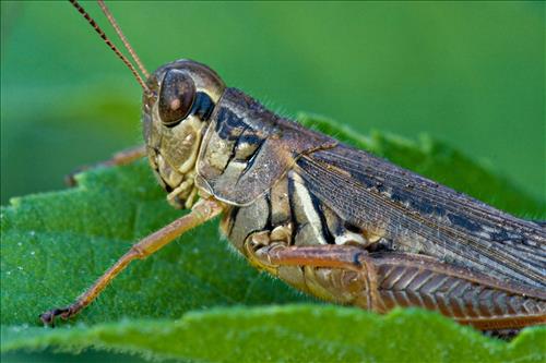 Red-legged grasshopper in Cuyahoga Valley National Park