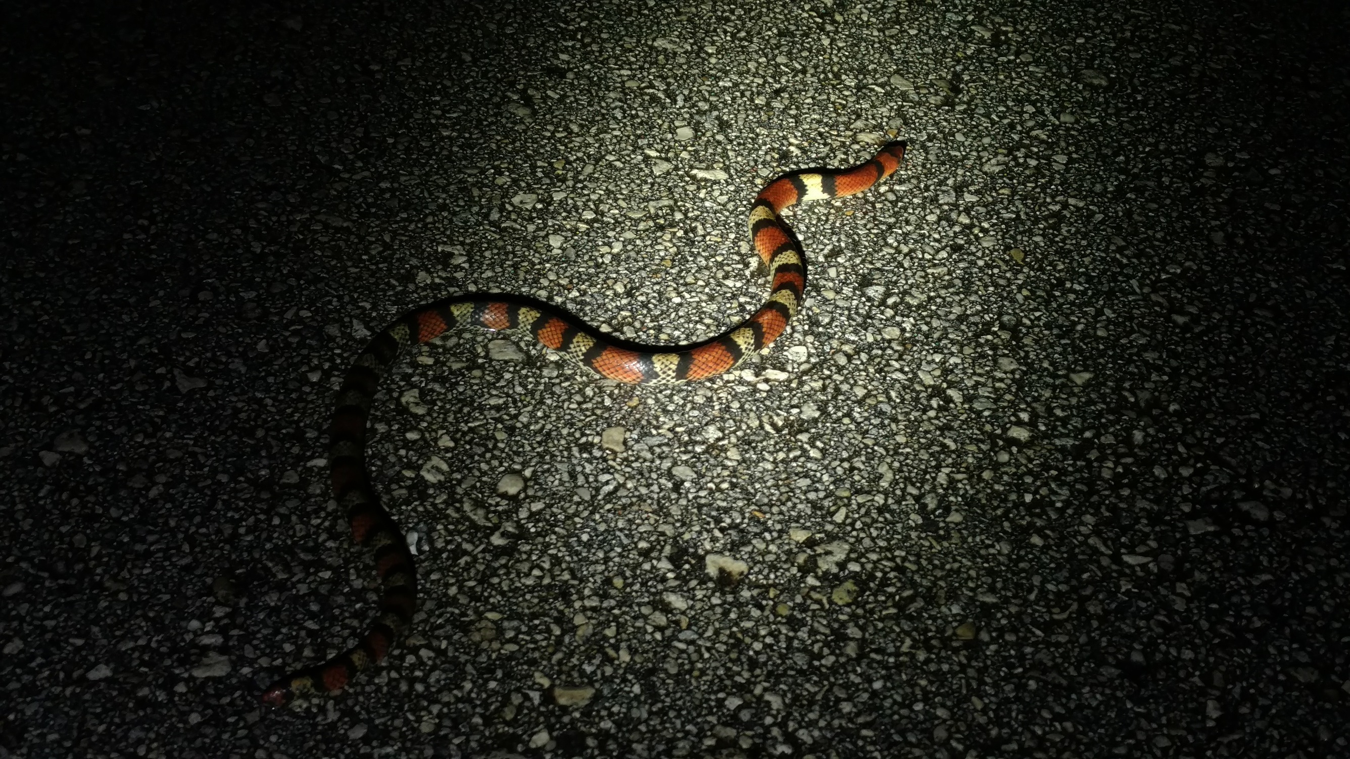 A Scarlet Snake slithers along the main park road at night.