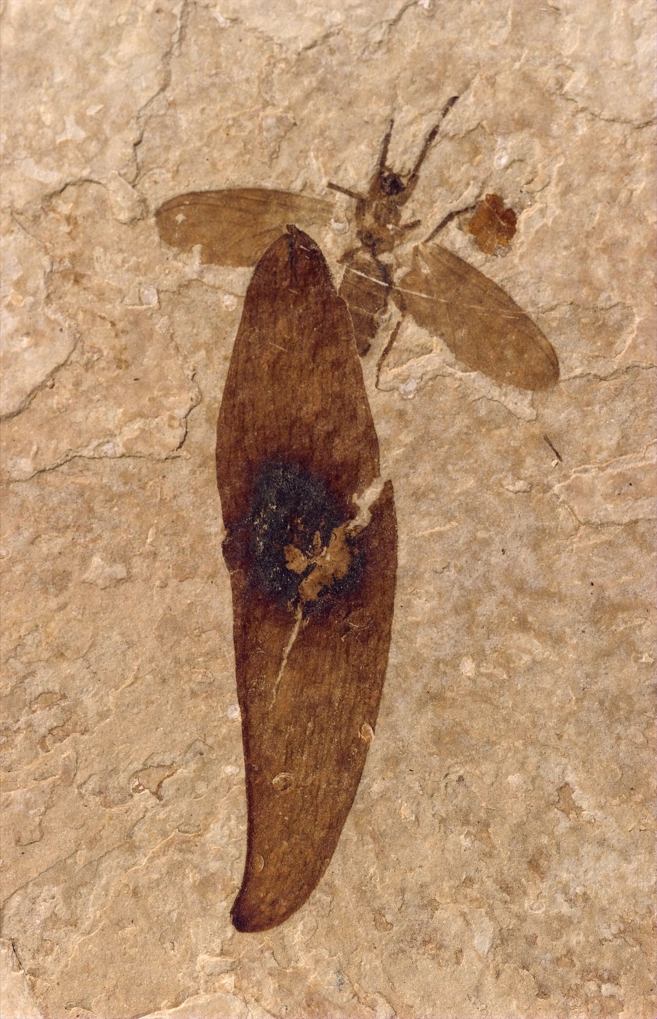 A dark brown oblong seed fossil partially covers the abdomen and wing of a dark brown fly fossil on tan stone.