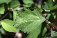 Symphoricarpos oreophilus, Mountain snowberry