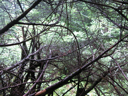 GRSM Accuracy Assessment. Plot Code: GRSM_AA_0242_4