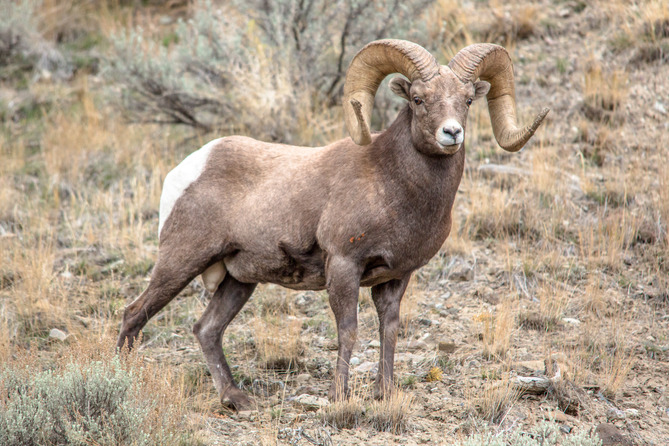 Side view of a bighorn ram