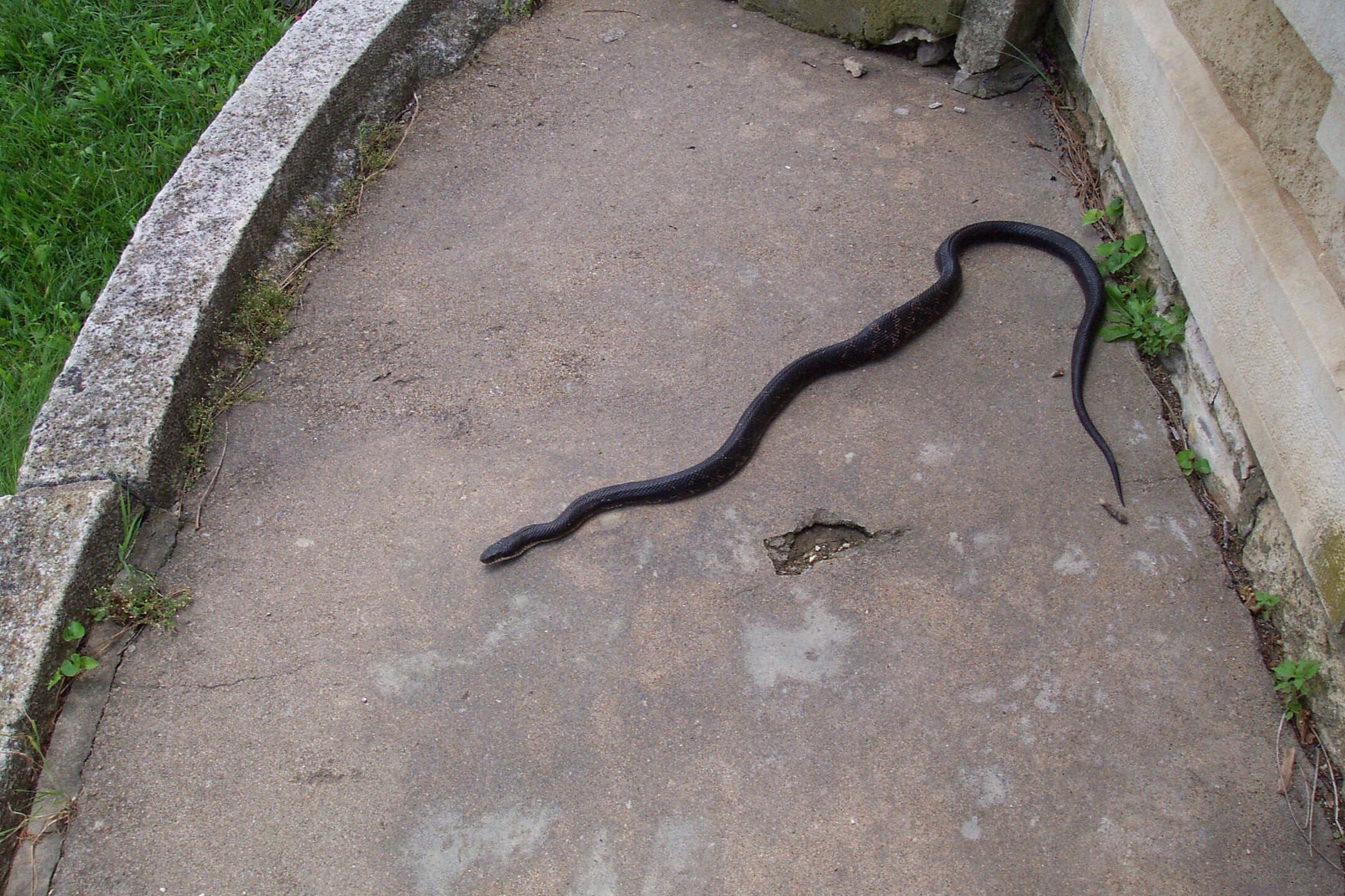 Large black snake with vague mottle pattern and white under head and neck.