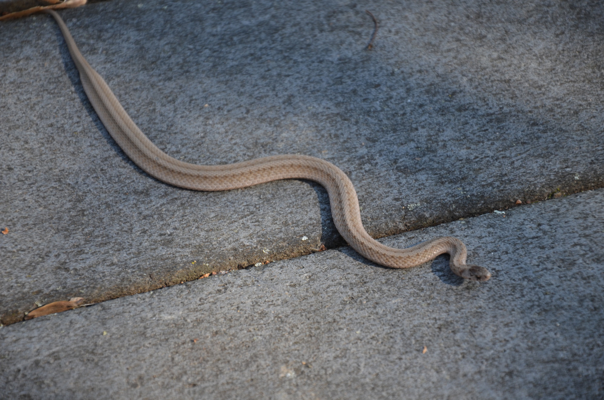 A brown noodle slithering 