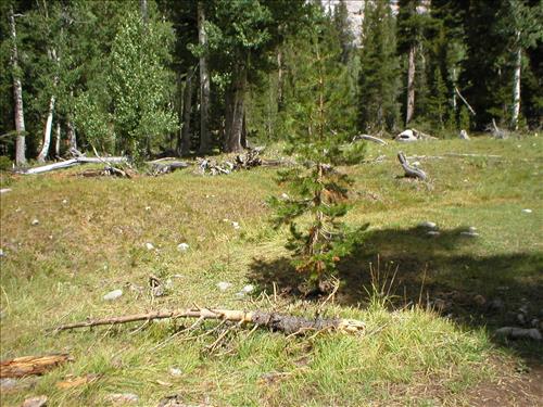 Stock camp, high impact grazing site, Sept. 2003 at Woods Creek Crossing Meadow, Sequoia and Kings Canyon National Park