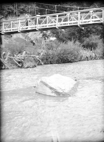 Well-established willow 'spiders,' for stream bank protection near Zion Lodge footbridge.