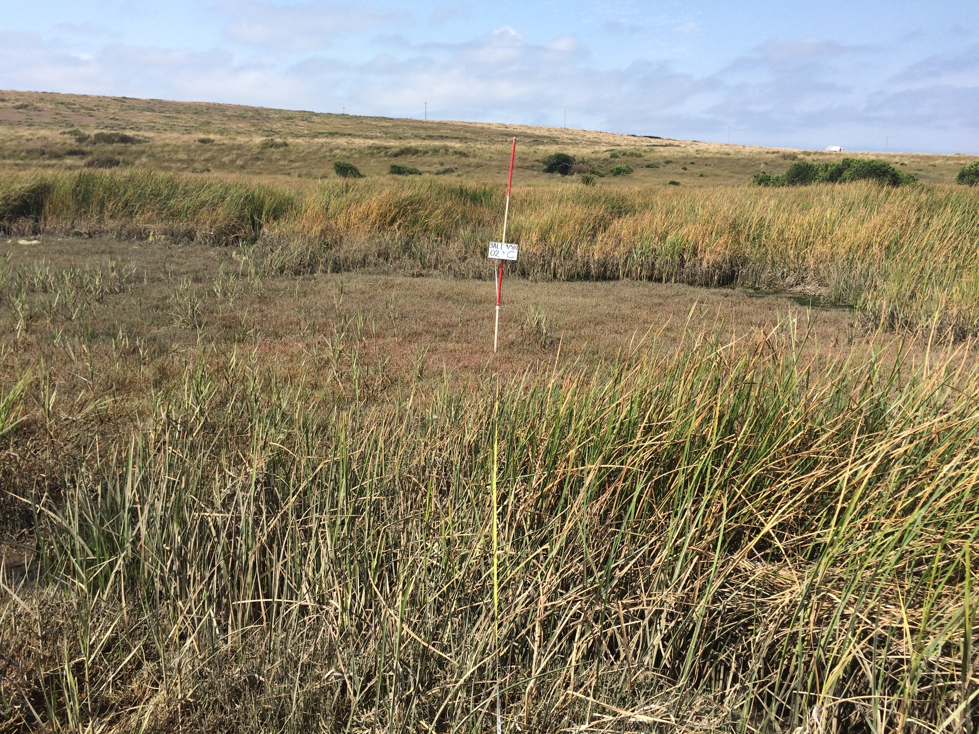 Eye-level view from the center point of a plant community monitoring plot