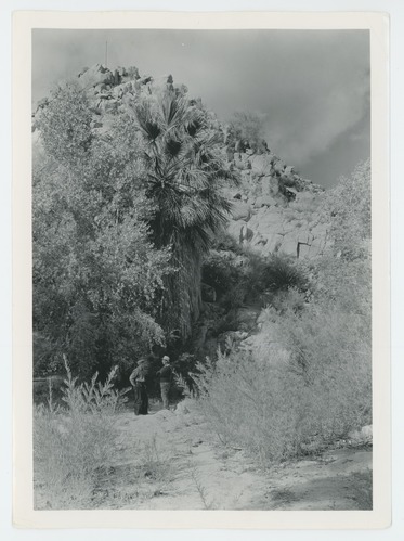 Black and white image of Cottonwood Spring