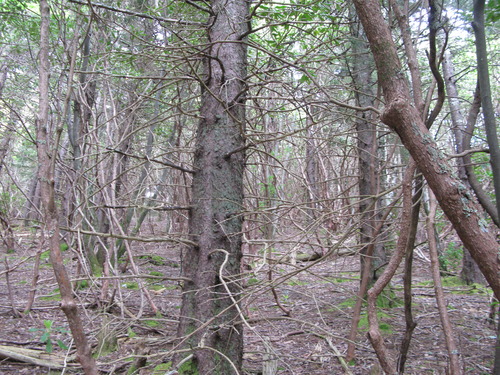 GRSM Accuracy Assessment. Plot Code: GRSM_AA_0937_2