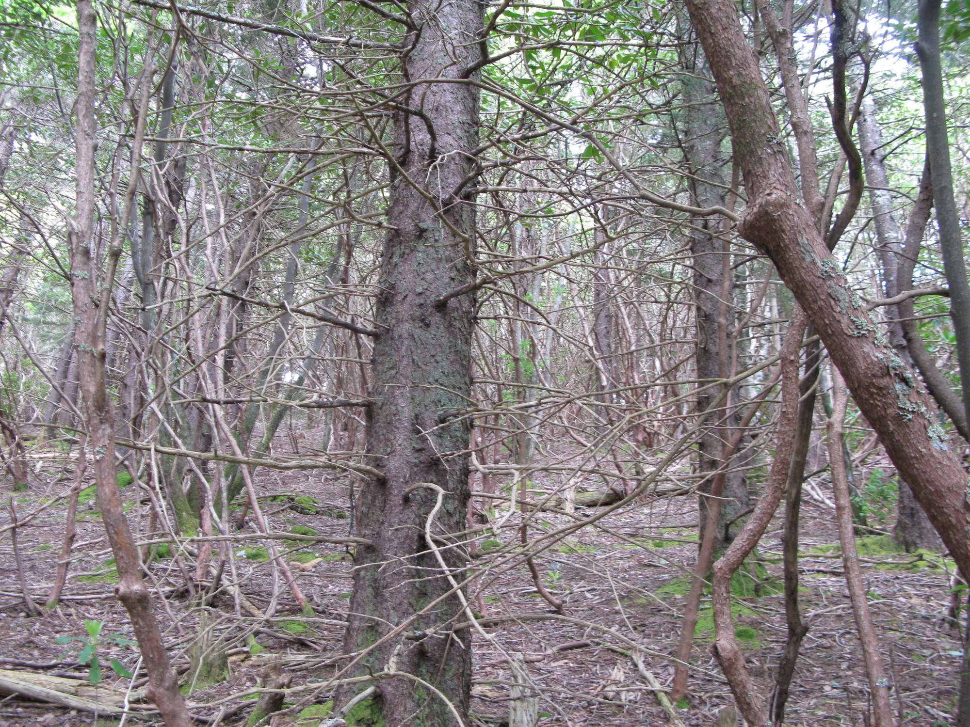 GRSM Accuracy Assessment. Plot Code: GRSM_AA_0937_2